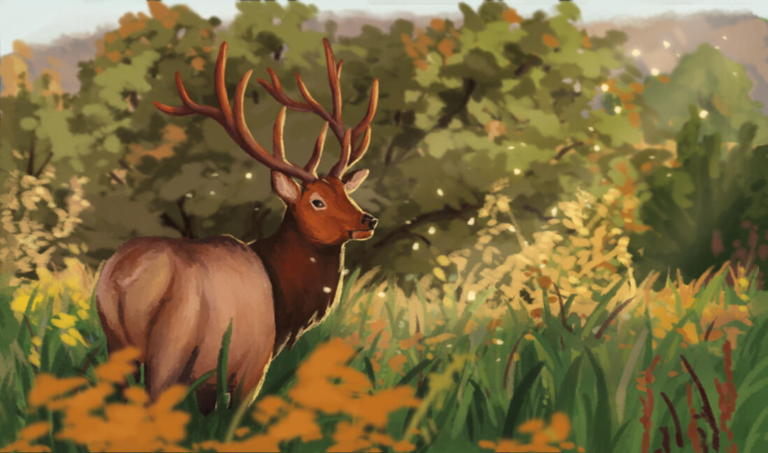 Elk in Sunlight